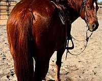 gelding-quarter-horse