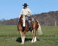 sorrel-flax-mane-tail-blanket-horse