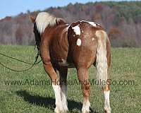 ranch-work-draft-horse