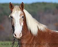 beginner-safe-draft-horse