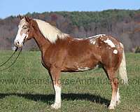 trail-draft-horse