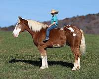 appaloosa-draft-horse