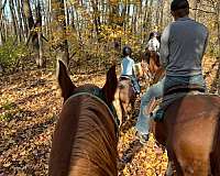 ranch-work-quarter-horse