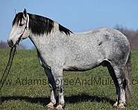 ranch-work-quarter-horse