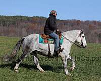 beginner-safe-percheron-horse