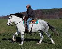 family-horse-percheron