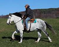 trail-percheron-horse