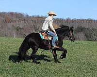 friesian-gypsy-vanner-horse