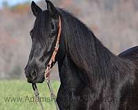 safe-gypsy-vanner-horse