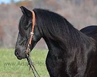 safe-friesian-horse