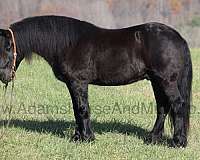 trails-friesian-horse