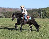 draft-friesian-horse