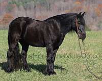 friesian-horse