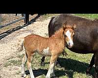 miniature-filly