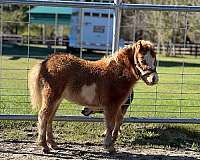 miniature-horse-for-sale