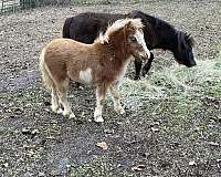 miniature-horse