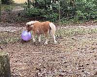 flashy-miniature-pinto-horse