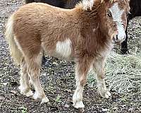 pinto-miniature-filly