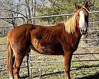 quarter-horse-filly