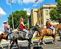 husband-safe-appaloosa-percheron-horse