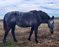 aqha-stallion-appaloosa-horse