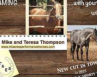 aqha-unborn-foal