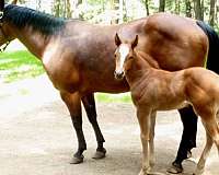 baby-unborn-foal