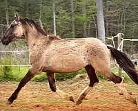 pinto-dun-with-markings-horse