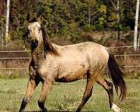 steel-gray-friesian-horse