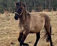 pinto-dun-with-markings-horse