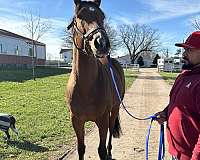 thoroughbred-gelding