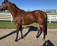 lexington-kentucky-gelding