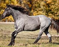 cowboy-mounted-shooting-gypsy-vanner-horse