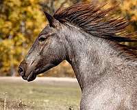 driving-gypsy-vanner-horse