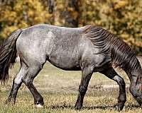 flashy-gypsy-vanner-horse