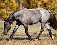 mounted-patrol-gypsy-vanner-horse