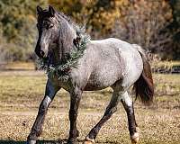 ranch-work-gypsy-vanner-horse