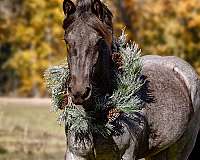 trail-riding-gypsy-vanner-horse