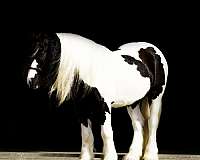 companion-gypsy-vanner-horse