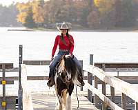 driving-gypsy-vanner-horse