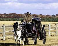 parade-gypsy-vanner-horse