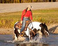 flashy-gypsy-vanner-horse