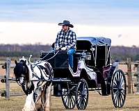 husband-safe-gypsy-vanner-horse