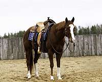 athletic-quarter-horse