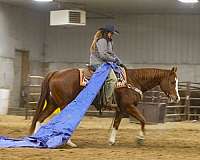 ranch-versatility-quarter-horse