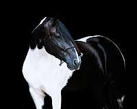 piebald-friesian-for-sale