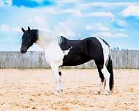 piebald-fbhr-horse