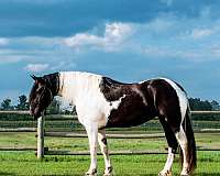 piebald-friesian-horse