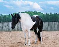 all-around-friesian-horse