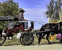 athletic-percheron-horse